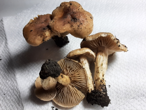 Hebeloma excedens (Photo 3 of 5)