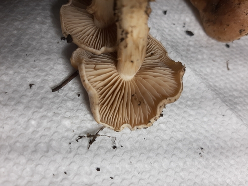 Hebeloma excedens (Photo 4 of 5)