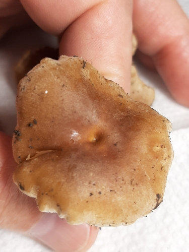 Hebeloma excedens (Photo 5 of 5)