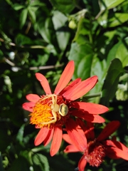 Misumenops callinurus