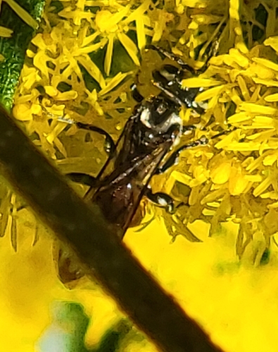 Wasp (Larra bicolor) photo 6
