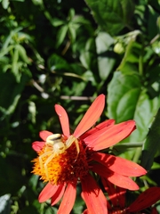 Misumenops callinurus