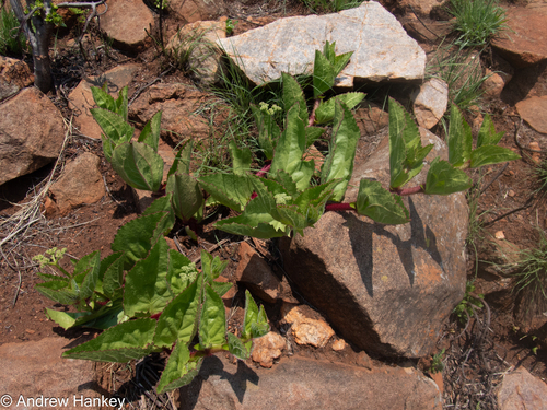 Cyphostemma spinosopilosum