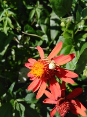 Misumenops callinurus