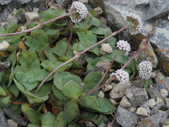 Crassula montana quadrangularis