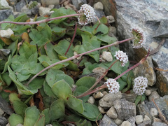 Crassula montana quadrangularis