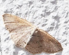 Cyclophora pendulinaria