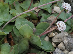 Crassula montana quadrangularis