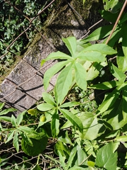 Distimake dissectus edentatus