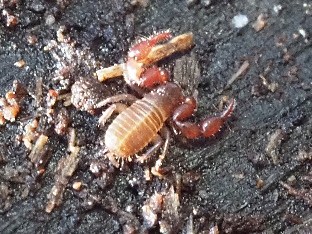 Lamprochernes chyzeri