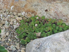 Crassula socialis
