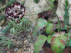 Pelargonium auritum