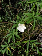 Distimake dissectus edentatus