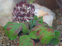 Pelargonium auritum