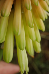 Kniphofia stricta