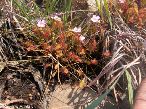 Drosera collinsiae (Drosera collinsiae)