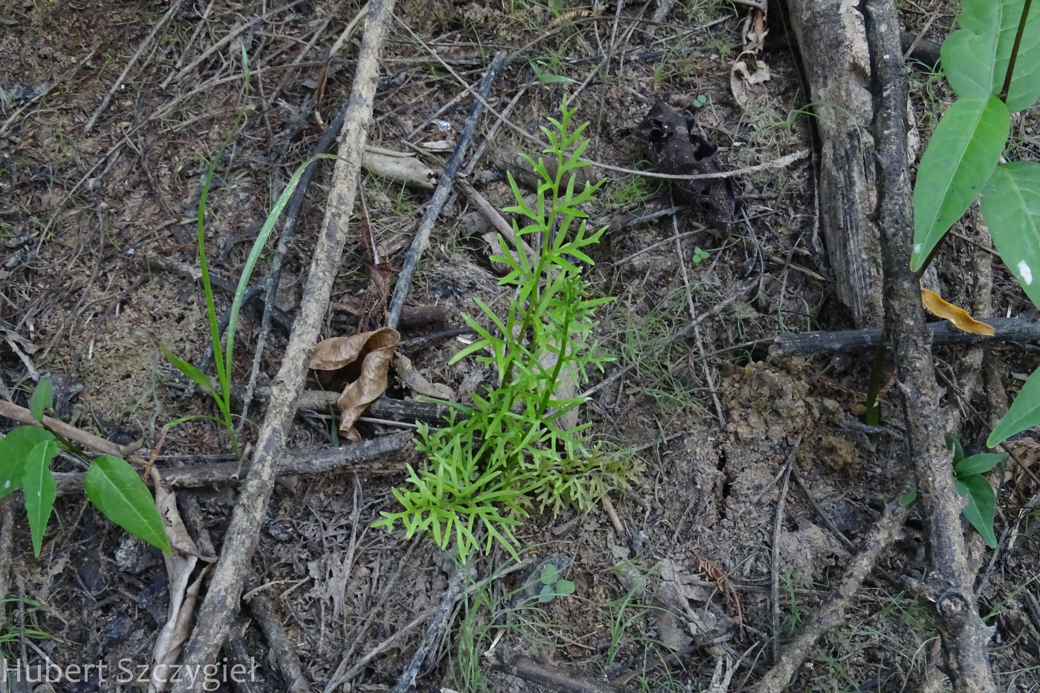Ceratopteris thalictroides — ảnh 2