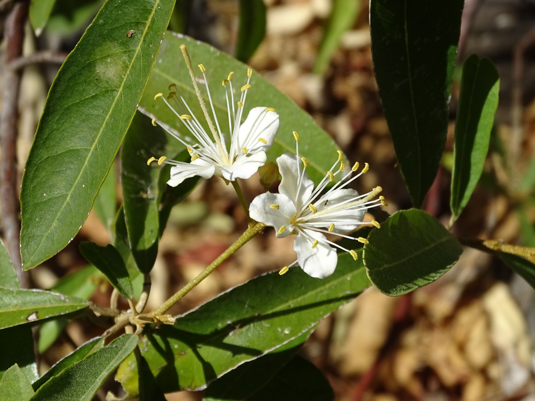 Quadrella indica