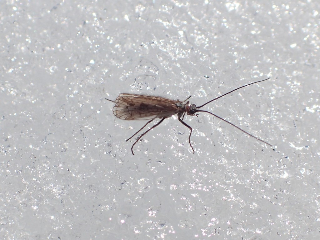 Headwaters Chilostigman Caddisfly