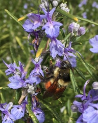 Bombus melanopygus