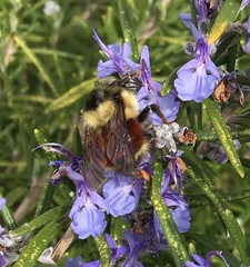 Bombus melanopygus