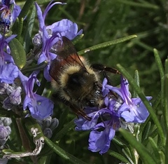 Bombus melanopygus