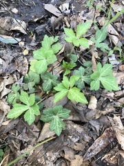Ranunculus recurvatus