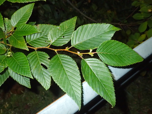 Alnus firma, 2023-10-12