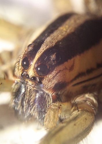Dotted Wolf Spider photo 6