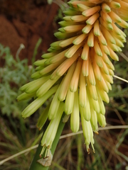 Kniphofia stricta