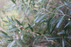 Barbitistes fischeri