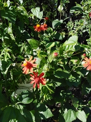 Pseudogynoxys benthamii