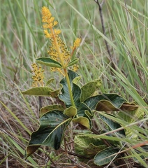 Palicourea rigida