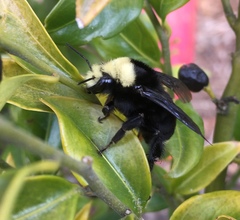 Bombus vosnesenskii
