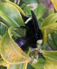 Bombus vosnesenskii
