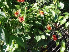 Pseudogynoxys benthamii