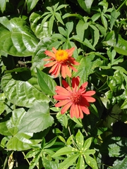 Pseudogynoxys benthamii