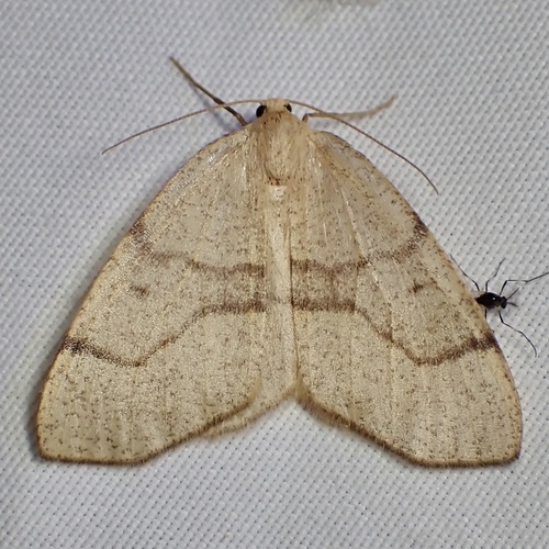Lambdina phantoma