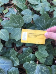Hedera
