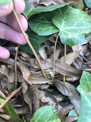 Hedera