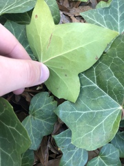 Hedera