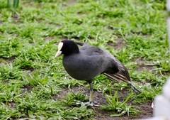 Fulica atra