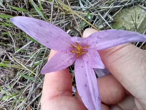 Colchicum lusitanum