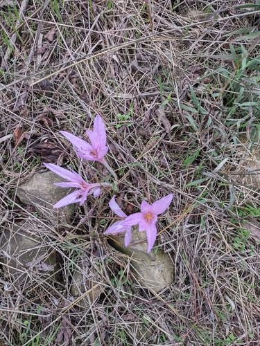 Colchicum lusitanum