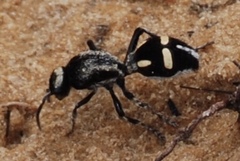 Traumatomutilla indica