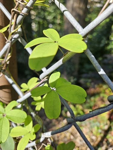 Akebia quinata