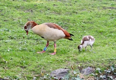 Alopochen aegyptiaca