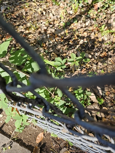 Akebia quinata