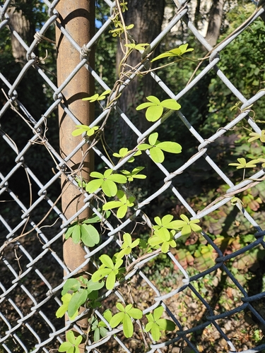 Akebia quinata