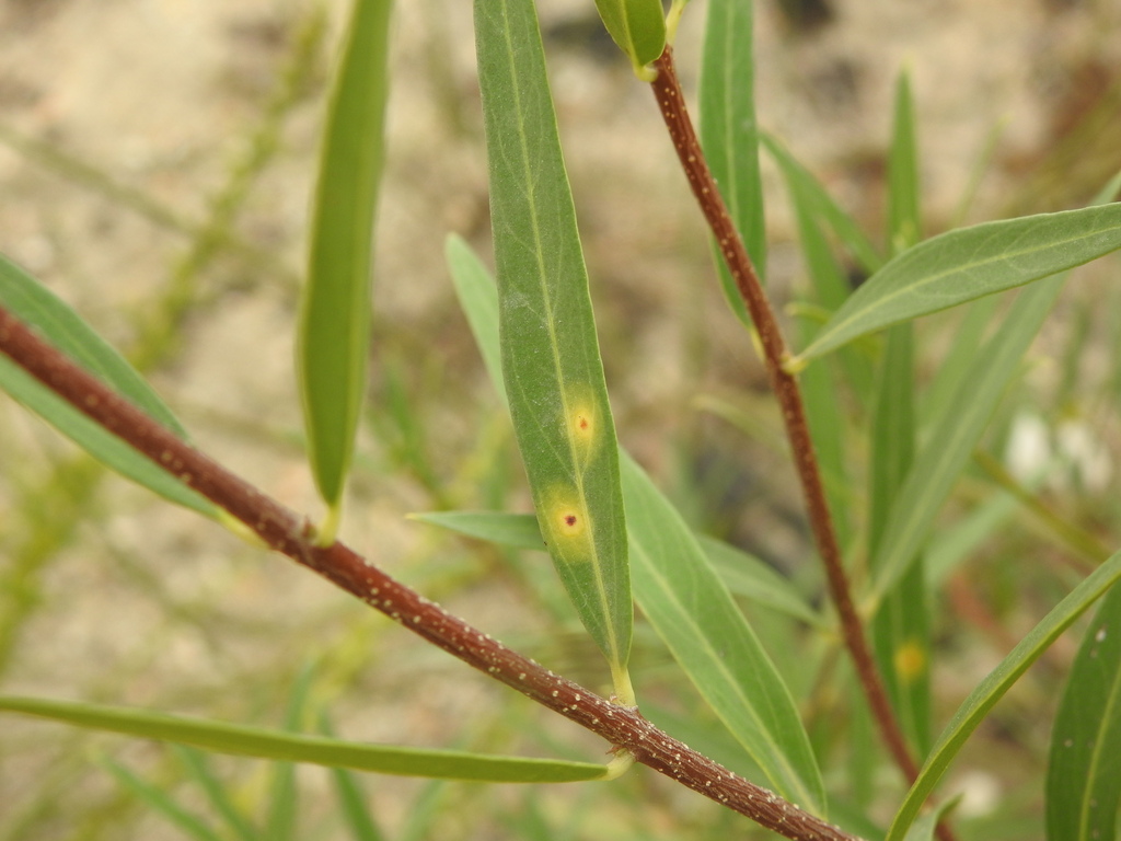 Braueriella phillyreae